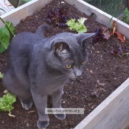 Photo 1/1 Chat retrouvé Perdu à Marches