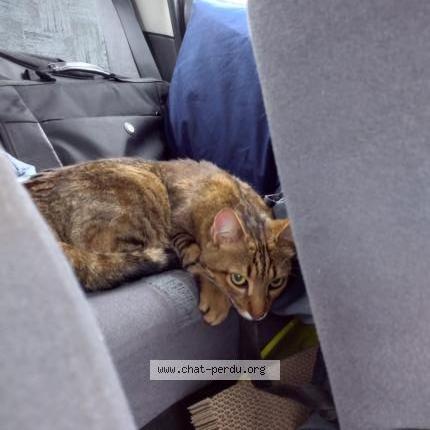 Photo de chat perdu à Toulouse