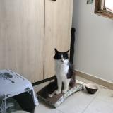 Photo de chat trouvé à Tarascon