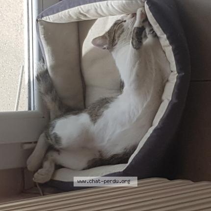 Photo de chat perdu à Roscoff
