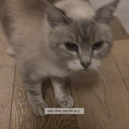Photo de chat perdu à Arcueil
