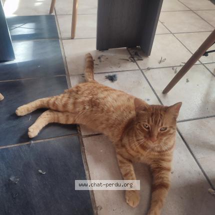 Photo de chat perdu à Saint Crepin Ibouvillers