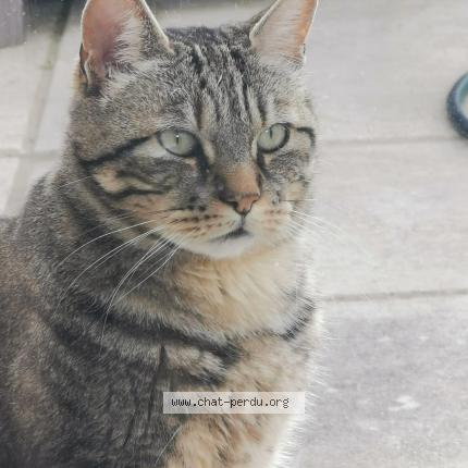 Photo 1/1 Chat retrouvé Perdu à Ste Maure De Touraine