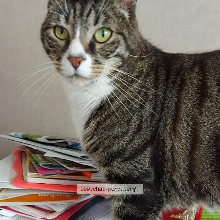 Photo de chat perdu à Auneau