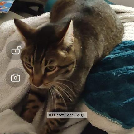 Photo 1/1 Chat retrouvé Perdu à Domene