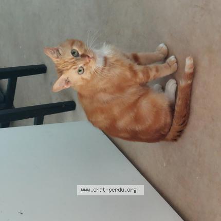 Photo de chat perdu à Merignac