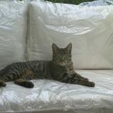 Photo de chat perdu à Velizy Villacoublay