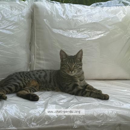 Photo 1/1 Chat retrouvé Perdu à Velizy villacoublay