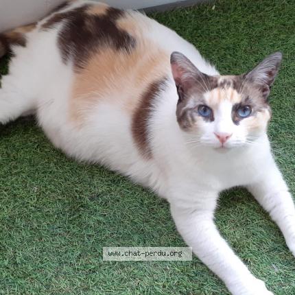 Photo 1/1 Newt Chat perdu à Veigne