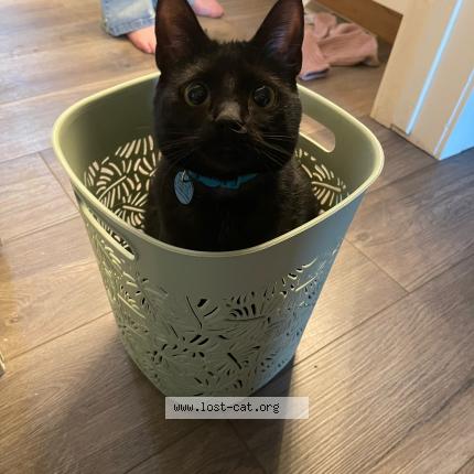 Photo 1/1 Chat retrouvé Perdu à Edmonton