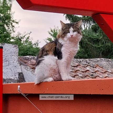 Photo 1/1 Chat retrouvé Perdu à Claye Souilly
