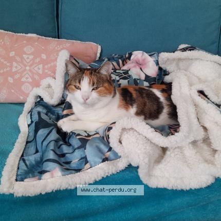 Photo de chat perdu à Le Plessis Mace