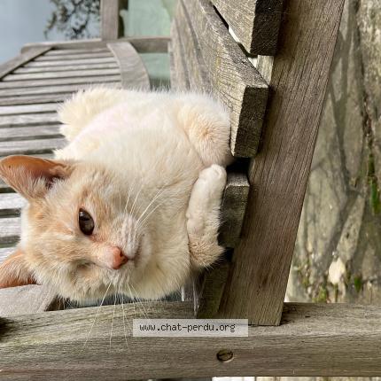 Photo de chat perdu à Villabe