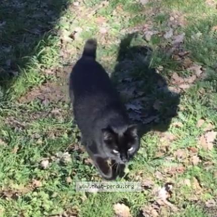 Photo 1/1 Chat retrouvé Perdu à Gap