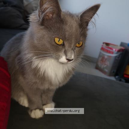 Photo de chat perdu à Nivillac