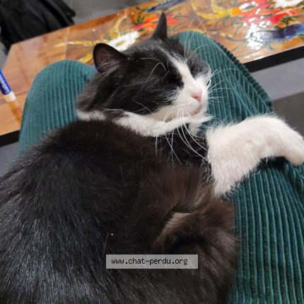 Photo 1/1 Chat retrouvé Perdu à Epinay Sur Seine