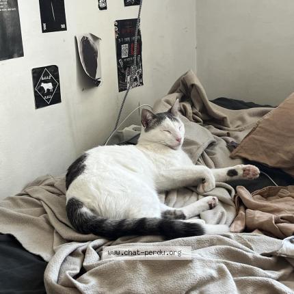 Photo de chat trouvé à Le Kremlin Bicetre