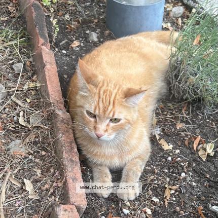 Photo 1/1 Chat retrouvé Perdu à Anduze