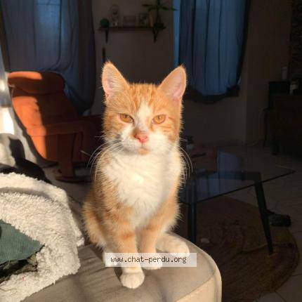 Photo 1/1 Chat retrouvé Perdu à Misengrain noyant la gravoyere