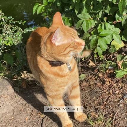 Photo 1/1 Chat retrouvé Perdu à Tourcoing