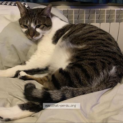 Photo 1/1 Chat retrouvé Perdu à Bois Colombes