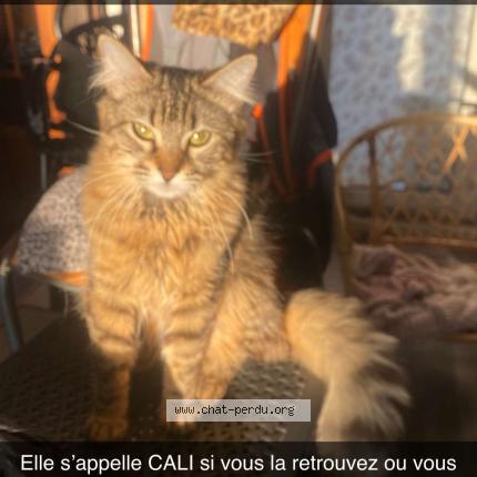 Photo 1/1 Chat retrouvé Perdu à Vitry Sur Seine
