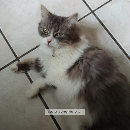 Photo 1/1 Chat retrouvé Perdu à Lyon