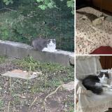 Photo de chat perdu à Saint Genis Pouilly