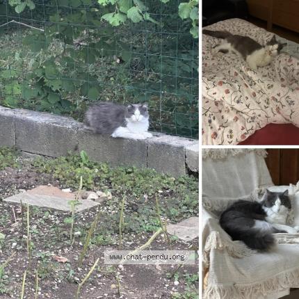 Photo 1/1 Chat retrouvé Perdu à Saint genis pouilly