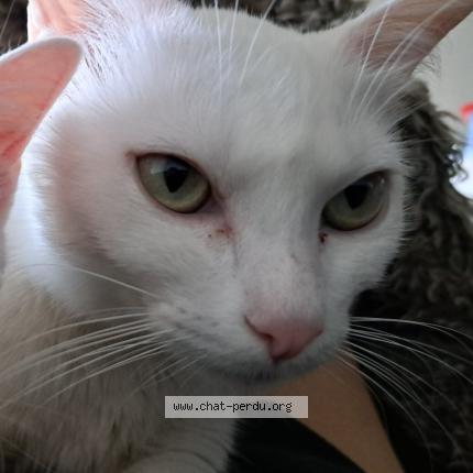 Photo de chat perdu à Fontaine