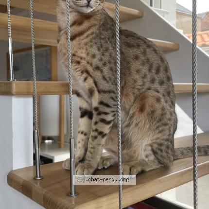 Photo de chat perdu à Sainte Marie Pornic