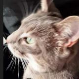 Photo de chat perdu à Pont D Ain