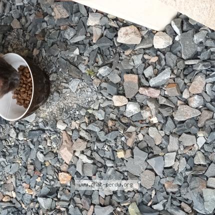 Photo de chat trouvé à Grentheville