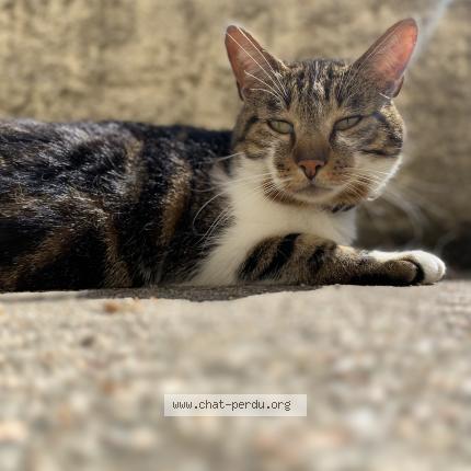 Photo de chat perdu à Oullins