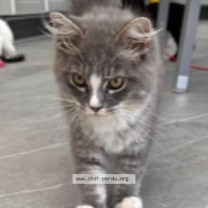 Photo de chat trouvé à Ambares Et Lagrave