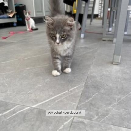 Photo 2/2 Chat retrouvé Trouvé à Ambares Et Lagrave