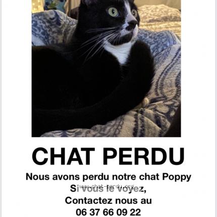 Photo de chat perdu à Saint Denis