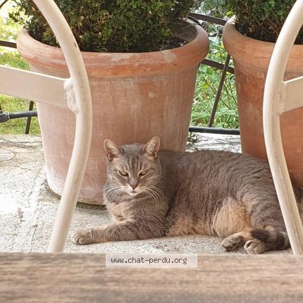 Photo de chat perdu à La Garenne Colombes