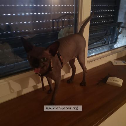 Photo de chat trouvé à Barjac