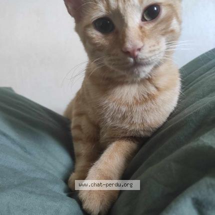 Photo de chat perdu à Marcilly Sur Vienne