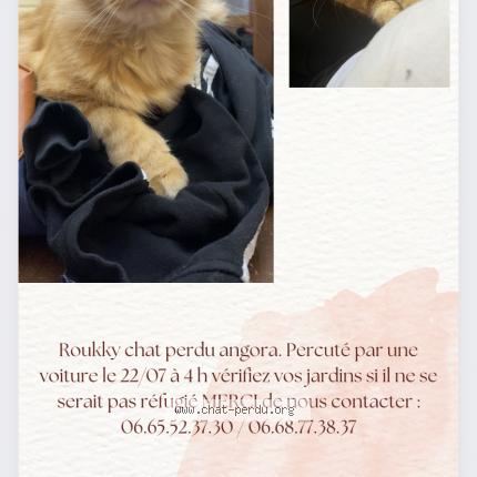 Photo de chat perdu à Chateauroux