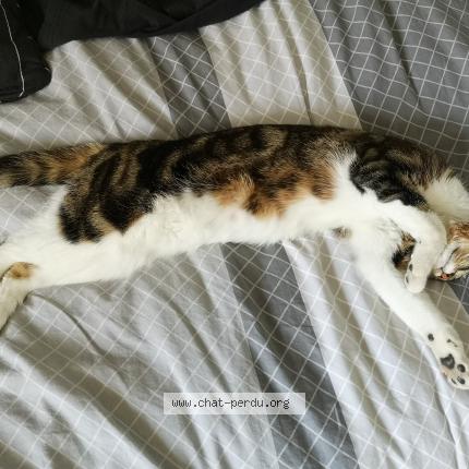 Photo de chat perdu à Rontalon