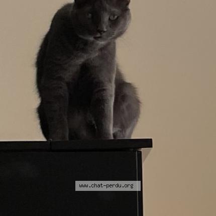 Photo de chat perdu à Besancon