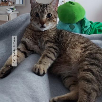 Photo 1/1 Chat retrouvé Perdu à Saint Quentin
