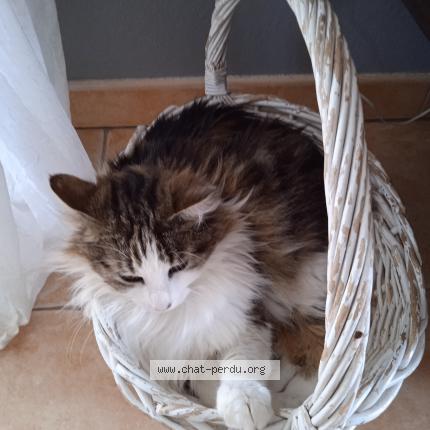 Photo 1/1 Chat retrouvé Perdu à Giroussens