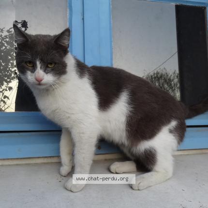 Photo 1/1 Chat retrouvé Perdu à Orleans