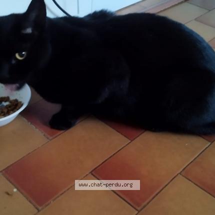 Photo de chat perdu à Montpellier