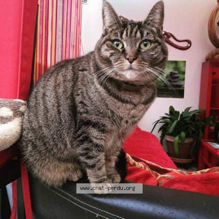 Photo 1/1 Chat retrouvé Perdu à Charleville Mezieres