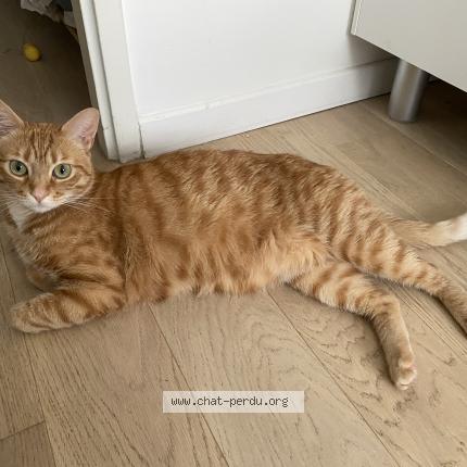 Photo 1/1 Chat retrouvé Perdu à Vanves