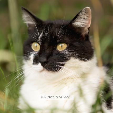 Photo 1/1 Réglisse Chat perdu à Sury le comtal